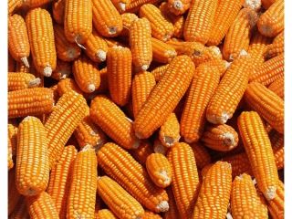 Somos comerciantes y proveedores de maíz amarillo y blanco