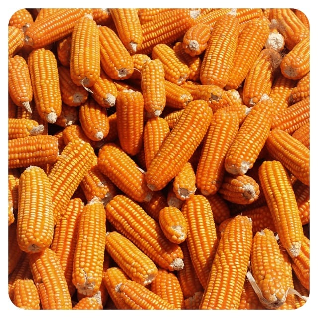 Somos comerciantes y proveedores de maíz amarillo y blanco de alta calidad