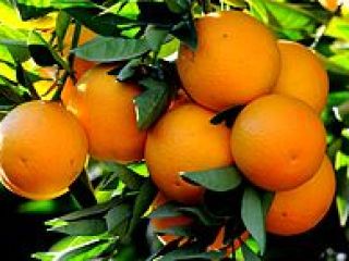 Naranja al por mayor de túnez Ofrecemos naranja fresca