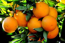 Naranja al por mayor de túnez Ofrecemos naranja fresca valancia al por mayor de Túnez de gran calibre y excelente calidad