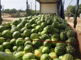 Venderé sandía a granel, país de origen, Grecia, muy