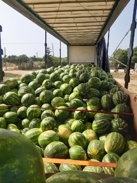Venderé sandía a granel, país de origen, Grecia, muy dulce, precio con transporte hasta 200 km de Katowice