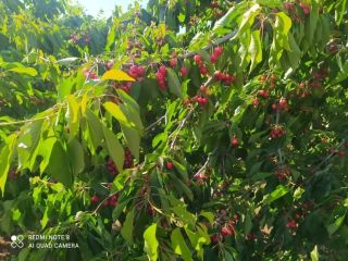 Hola, vendo una gran cantidad de cerezas de diversas