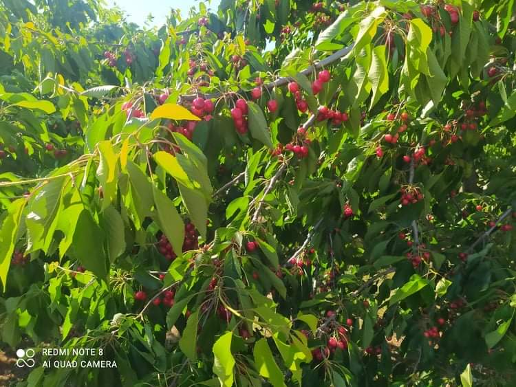Hola, vendo una gran cantidad de cerezas de diversas variedades