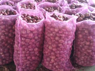 Cebollas rojas $ amarillas de África oriental para productos