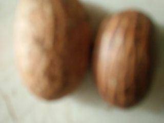 Bitter Kola de alta calidad, también conocida como Garcinia