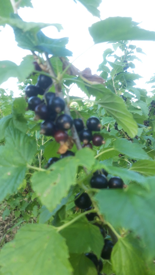 Grosellas negras y grosellas rojas 28-30 de junio de 2021