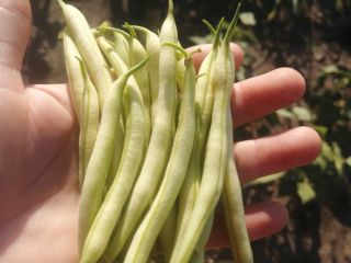 Vendo frijoles, vainas de muy buena calidad.