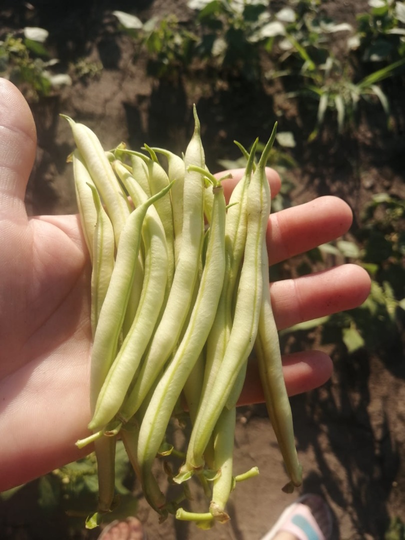Vendo frijoles, vainas de muy buena calidad