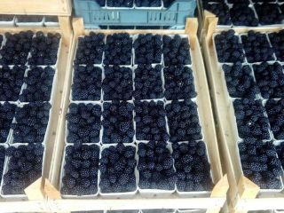 Venderé Blackberry sin espinas en cualquier empaque, dependiendo del