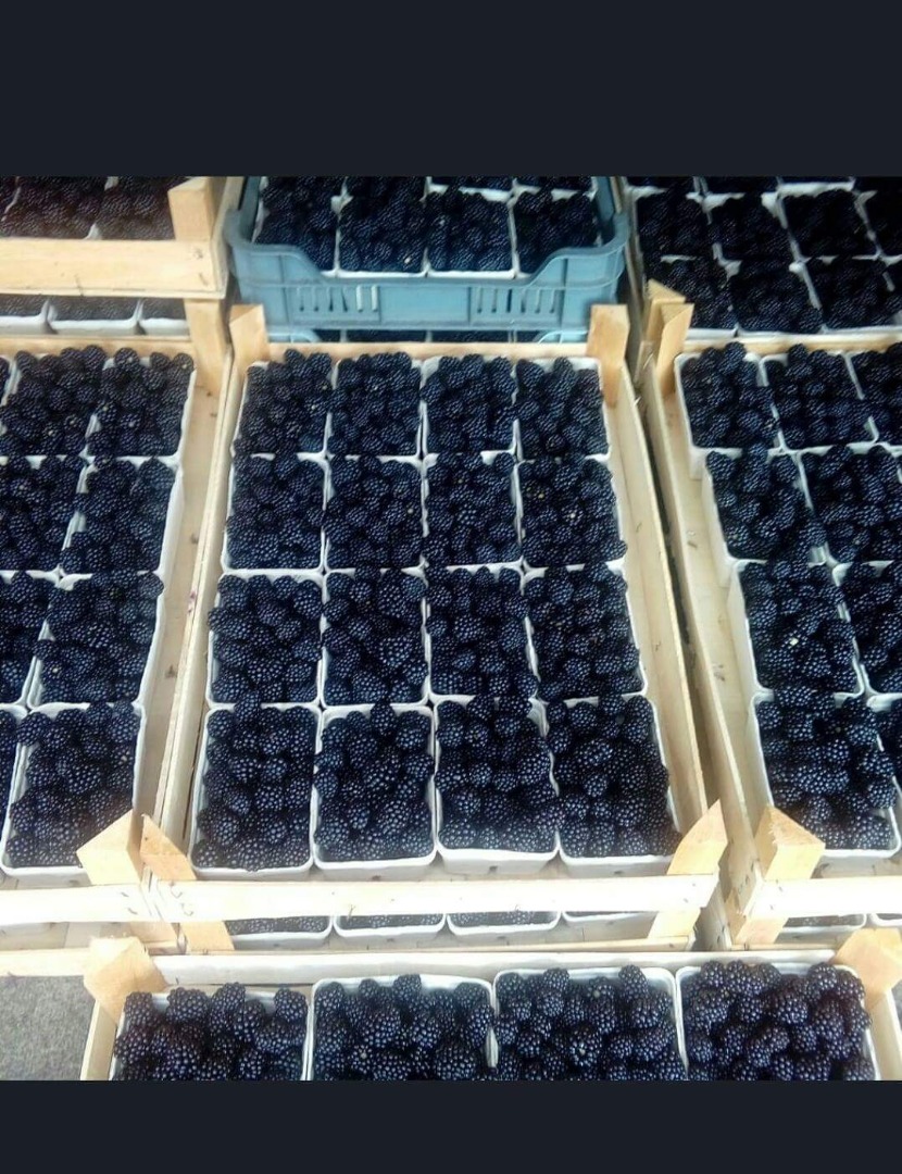 Venderé Blackberry sin espinas en cualquier empaque, dependiendo del precio, Blackberry muy bien cuidado