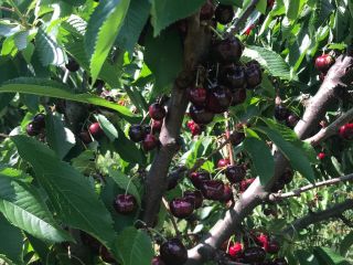 Cherry Burlat, luego otras variedades, Cordia, Van