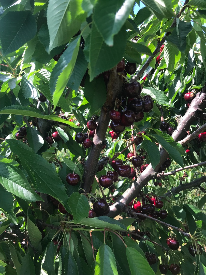 Cherry Burlat, luego otras variedades, Cordia, Van