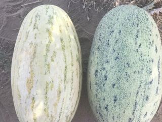 Melones "Torpedo" Producción de Uzbekistán. Entrega rápida a Polonia.