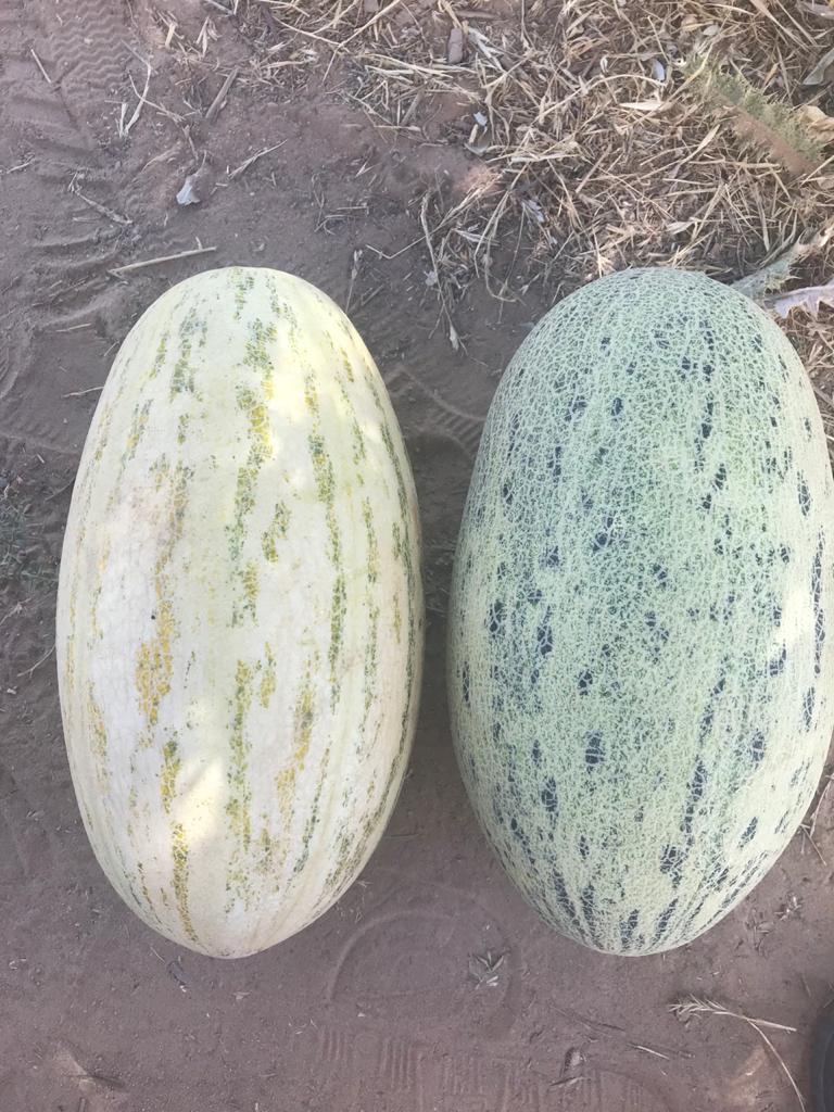 Melones "Torpedo" Producción de Uzbekistán