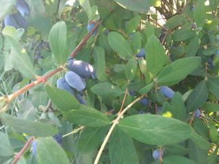 Venderé una baya de Kamchatka. La fruta se rompe