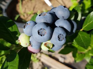 Vendemos arándanos orgánicos / BIO que se producen en
