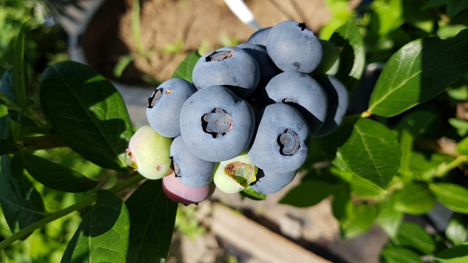 Vendemos arándanos orgánicos / BIO que se producen en una granja local en Rumania cerca de la frontera con Hungría