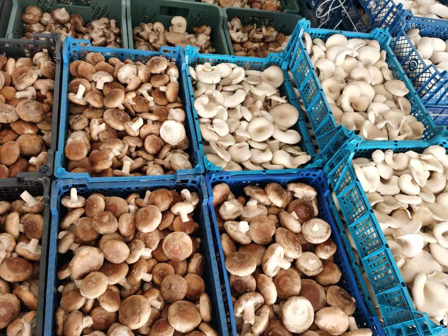 Tengo más de 3 toneladas de hongos Shiitake a la venta (algunos aún no cosechados)