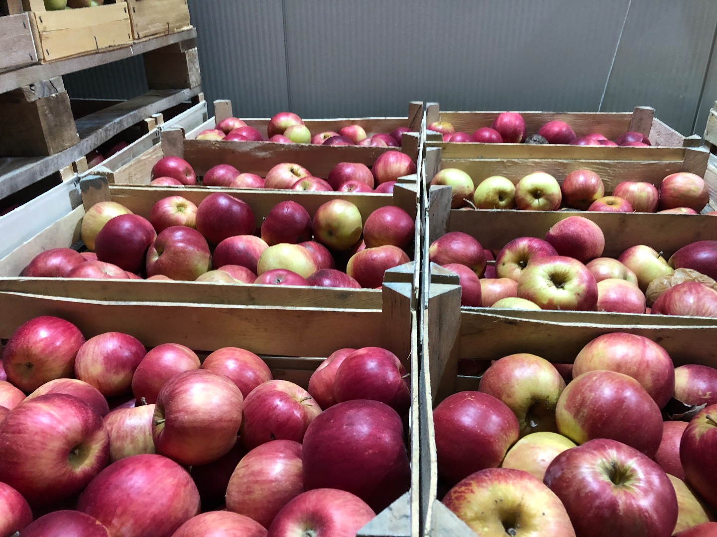 Apple de productos de alta calidad de almacenamiento en frío
