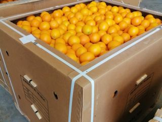 Naranja Valencia Maroc Late disponible en Marruecos, para consumo