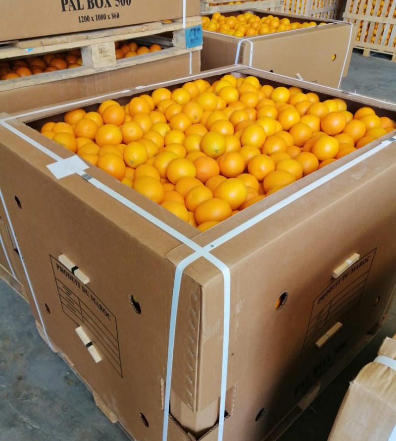 Naranja Valencia Maroc Late disponible en Marruecos, para consumo o para la industria del zumo
