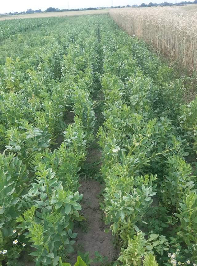 Habas recién desgarradas a la venta