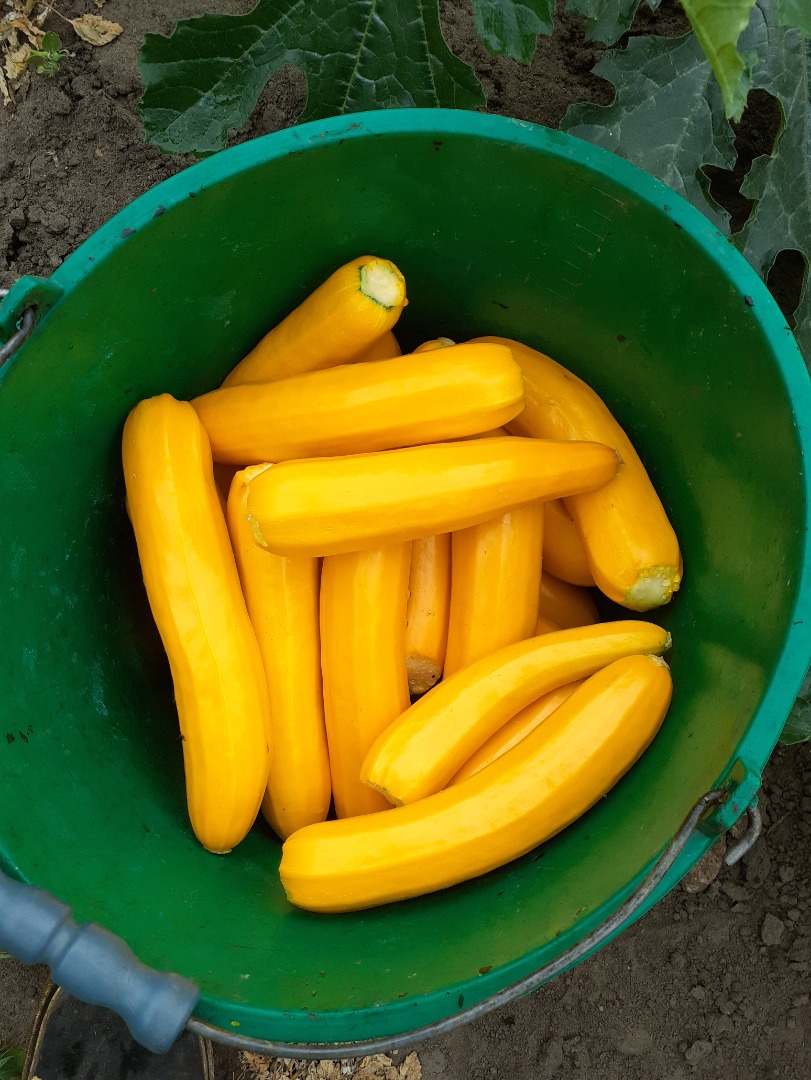Calabacín amarillo, calibre comercial hasta 4 cm 1,5 PLN por kilogramo por un precio mayor a acordar