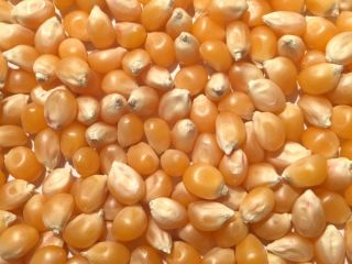 MAÍZ AMARILLO Maíz / Maíz Nombre del producto Maíz