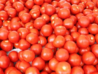 TOMATES FRESCOS Especificaciones Sin grietas, sin picaduras de insectos,