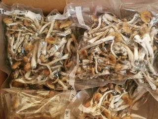 ¿Quieres comprar Cápsulas de Hongos Mágicos para la venta