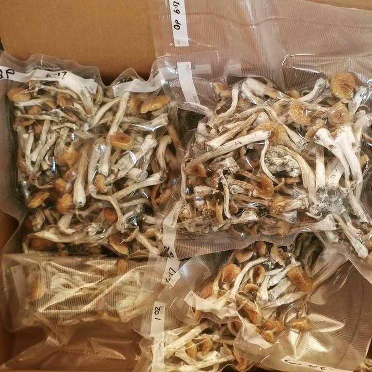 ¿Quieres comprar Cápsulas de Hongos Mágicos para la venta online »? Ahora puede comprar cápsulas de hongos mágicos de alta calidad a precios que no encontrará