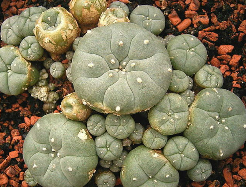 Compre Mescalina Peyote >> La mescalina es un alcaloide psicodélico que se encuentra en varios cactus del suroeste como el peyote, el cactus San Pedro y la