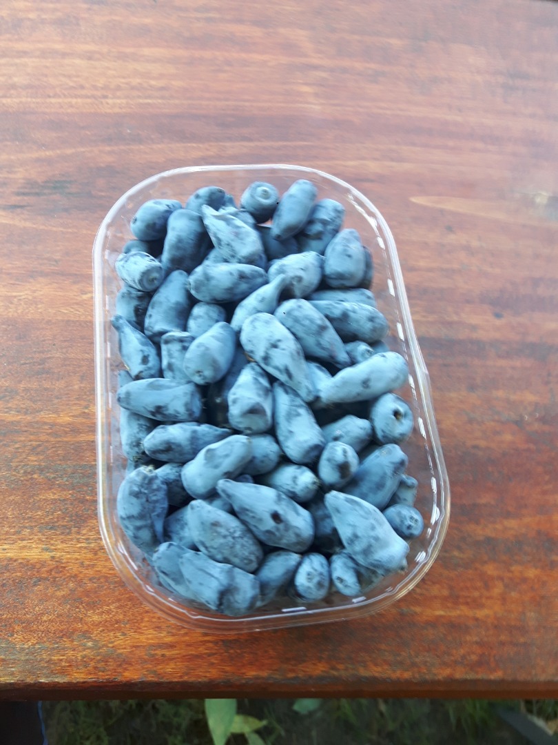 a la venta frutas de la variedad de bayas de Kamchatka Wojtek
