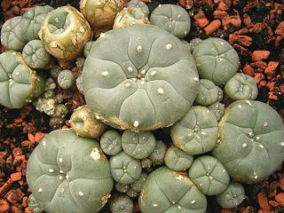 ENLACE AL SITIO WEB: Compre Mescalina Peyote La mescalina