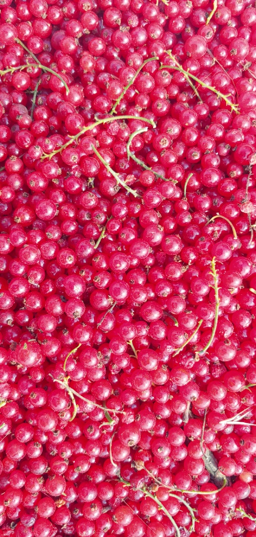 Finca ecológica certificada desde hace 6 años