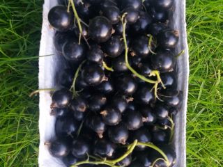 Finca ecológica certificada desde hace 6 años. Hemos comenzado