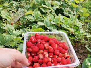 PLN 10 por 100 g - vende pequeñas y