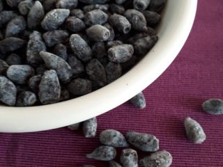 Los frutos de la baya de Kamchatka. Frutas congeladas