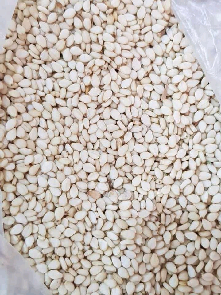 Semillas de sésamo blanco sudanesas, primera clasificación