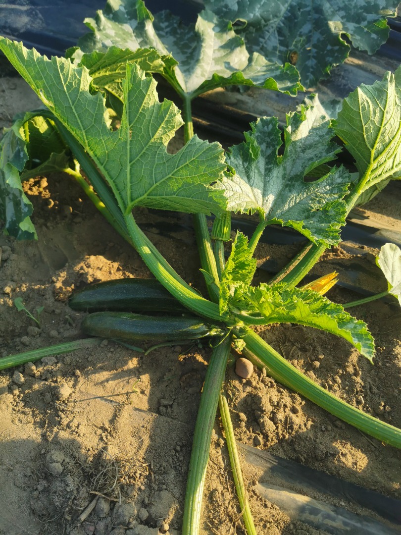 Hola, vendo calabacines, los invito a cooperar