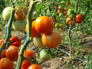 Los tomates producidos en mi propio solarium, sin fertilizantes
