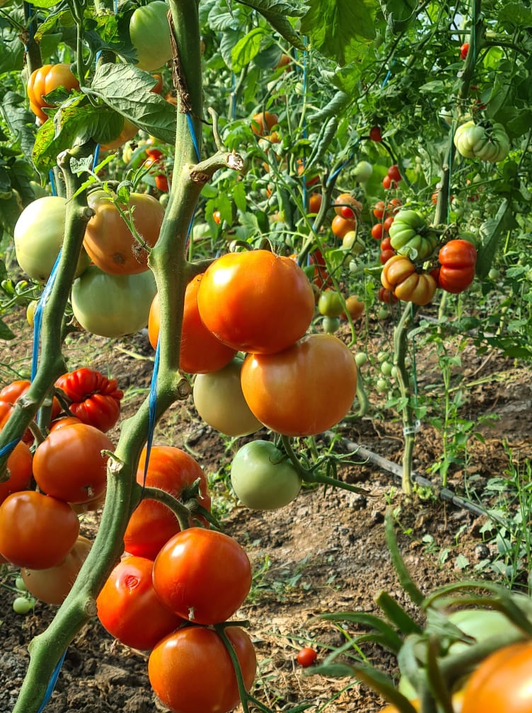 Los tomates producidos en mi propio solarium, sin fertilizantes químicos, rodeados de albahaca muy dulce, rondan los 500 kg, tal vez más, quien quiera puede