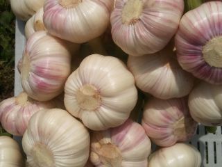 Venderé ajo polaco - variedades: Harnaś y Ornak. Precios