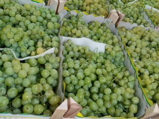 Las uvas de Macedonia estarán disponibles a principios de