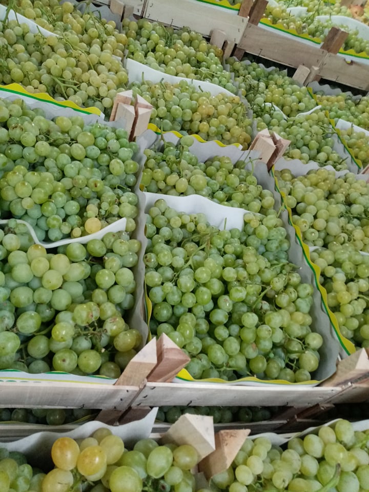 Las uvas de Macedonia estarán disponibles a principios de agosto