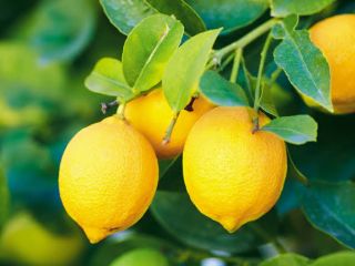 Hola, estoy comercializando limones cítricos de alta calidad.