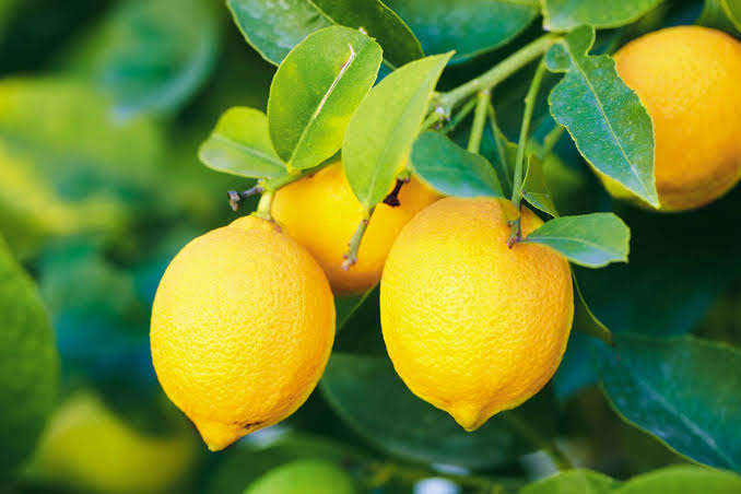 Hola, estoy comercializando limones cítricos de alta calidad