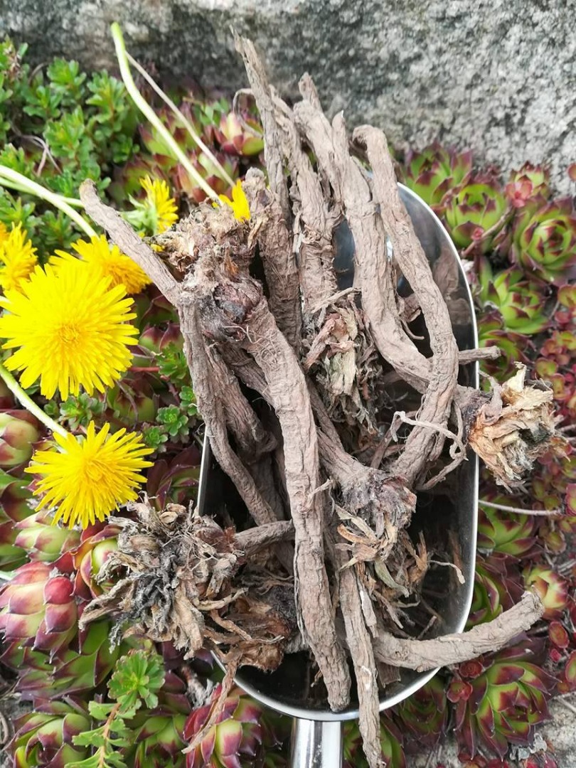 Diente de león para la venta Una raíz de diente de león para su propio cultivo