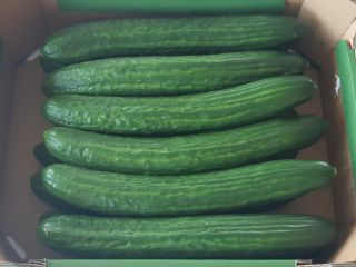 Venderé una gran variedad de pepino de invernadero. Gulfstream